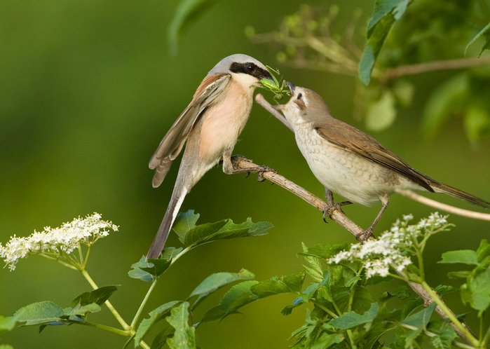 (C) WWF/ Dietmar Nill