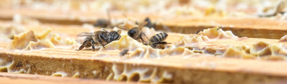 (c) WWF Suisse\Lucas Magueron