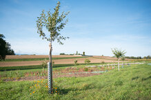 (c) Sophie Waridel - Frédéric Sohlbank