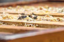 ©WWF Suisse\Lucas Margueron