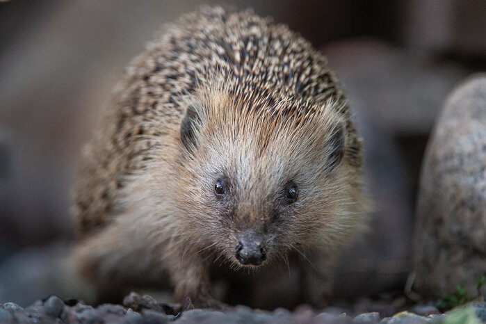 (C) WWF Sweden/ Ola Jennersten