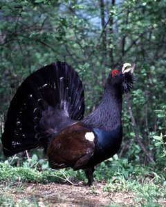 Tétras lyre © WWF Suisse, Bernd Thies