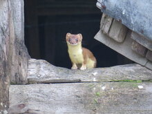 (C) Tom Arnbom / WWF Schweden